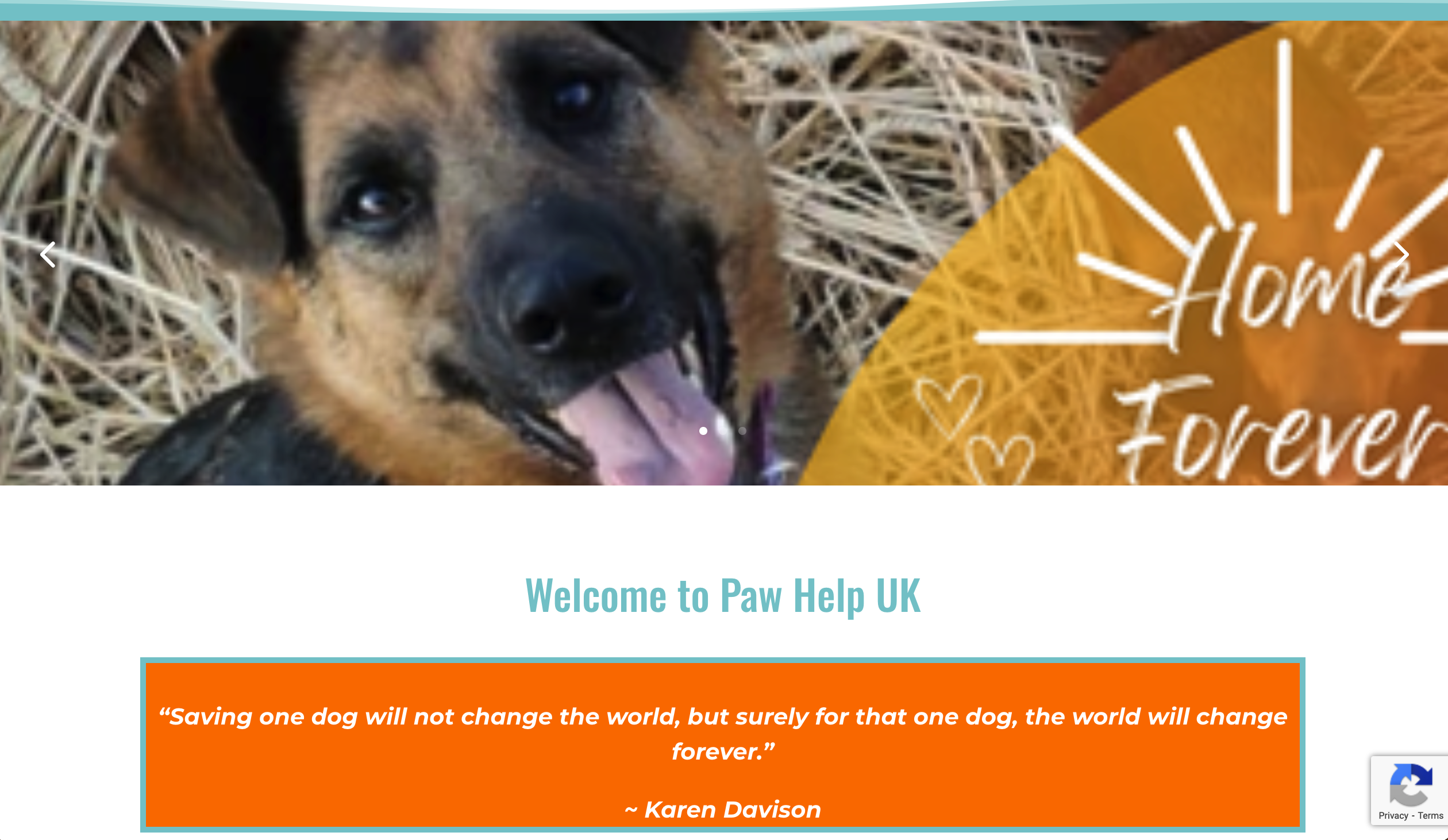 Amazing volunteers supporting animals