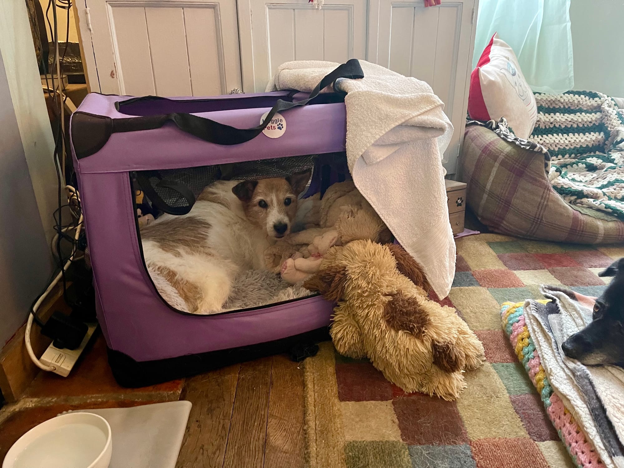 Abandoned dog begins her new life in Marlborough