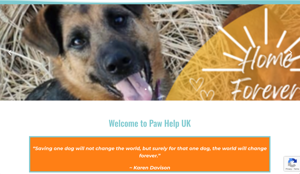 Amazing volunteers supporting animals