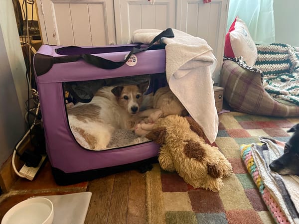 Abandoned dog begins her new life in Marlborough